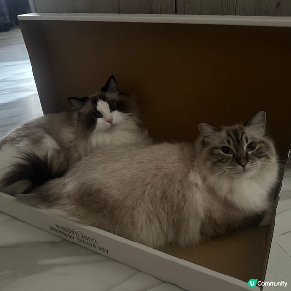 係咪對得耐就會。。。。