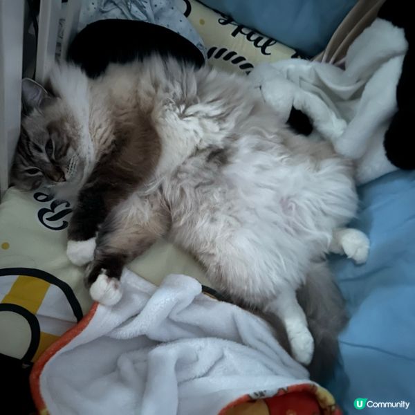 係咪對得耐就會。。。。