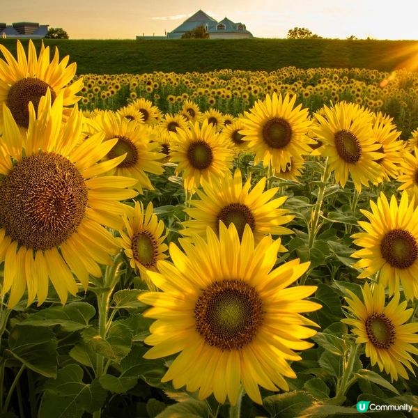 上堰潟公園🌻！新潟太陽花海勁靚！📸