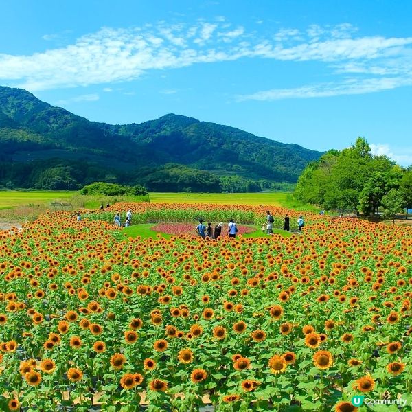 上堰潟公園🌻！新潟太陽花海勁靚！📸