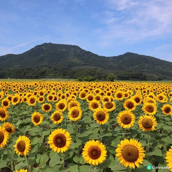 上堰潟公園🌻！新潟太陽花海勁靚！📸