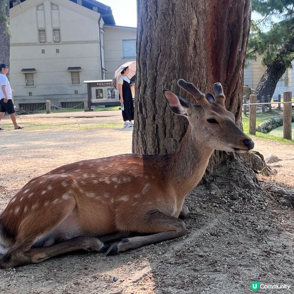 奈良鹿鹿實在太可愛啦🦌