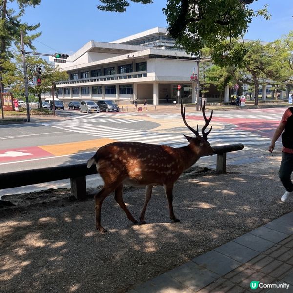 奈良鹿鹿實在太可愛啦🦌