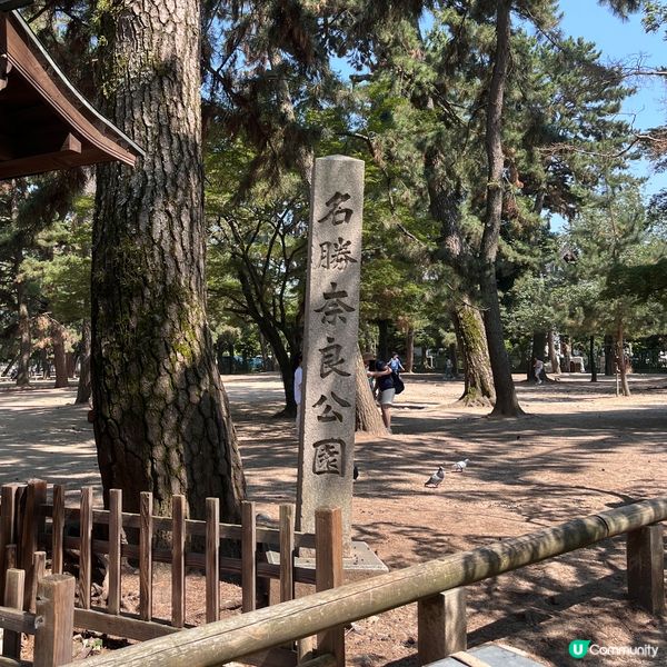 奈良鹿鹿實在太可愛啦🦌