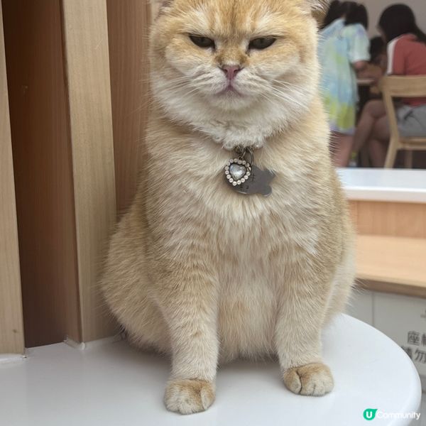 貓貓Cafe