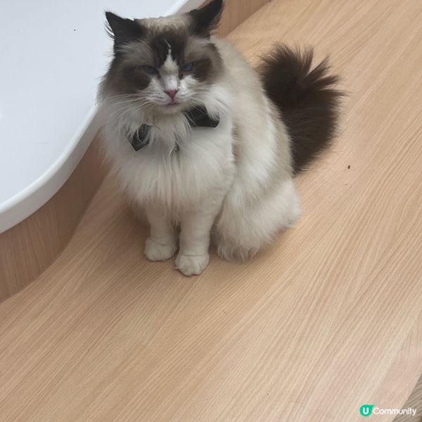 貓貓Cafe