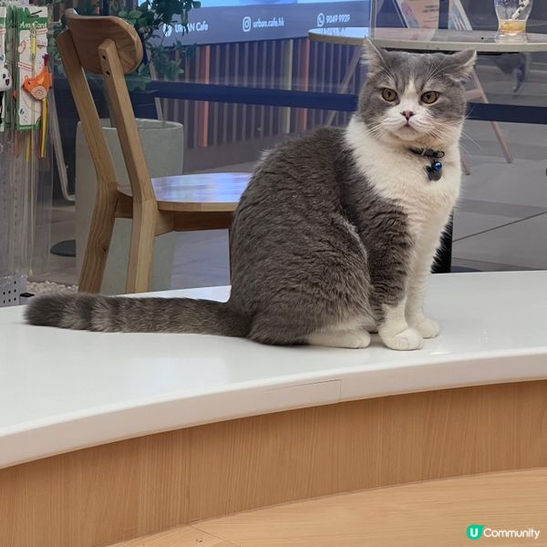 貓貓Cafe