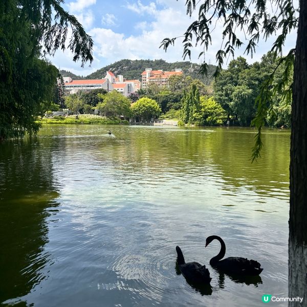 廈門大學免費遊玩攻略！🤩 芙蓉湖打卡📸！