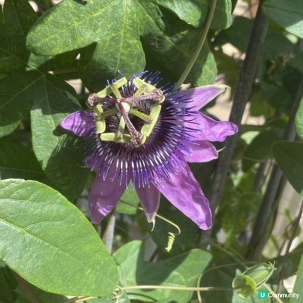 遊倫敦不能錯過的Kew Garden