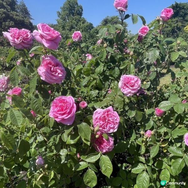 遊倫敦不能錯過的Kew Garden