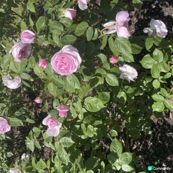 遊倫敦不能錯過的Kew Garden