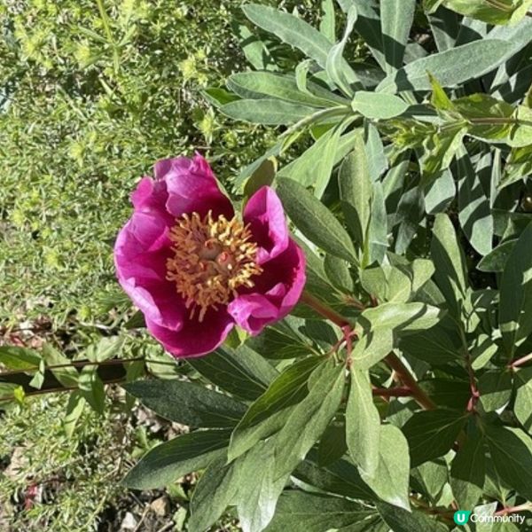 遊倫敦不能錯過的Kew Garden