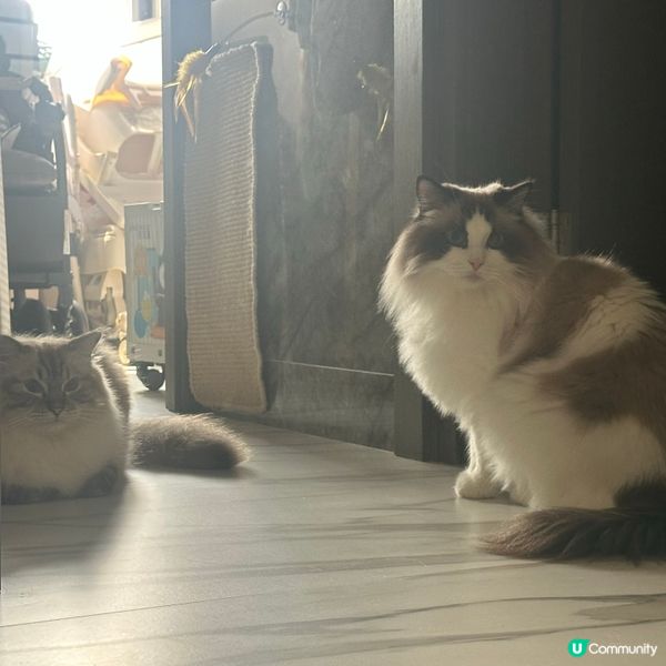 突然好想影Bubu既側面