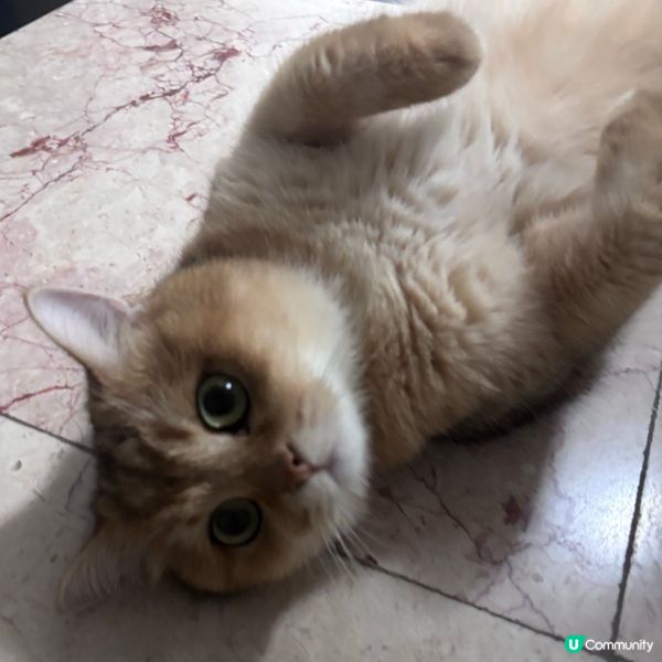 貓奴必睇！貓咪的飲食攻略 🐱🍽️ 健康又活潑！