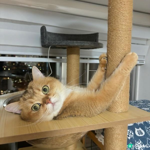 貓奴必睇！貓咪玩具選擇🧶🐾