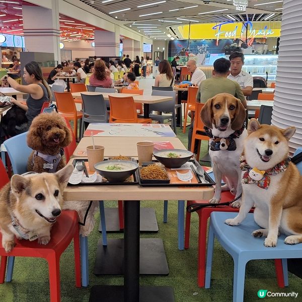 啟德美食新蒲點！寵物友善超抵食😋！