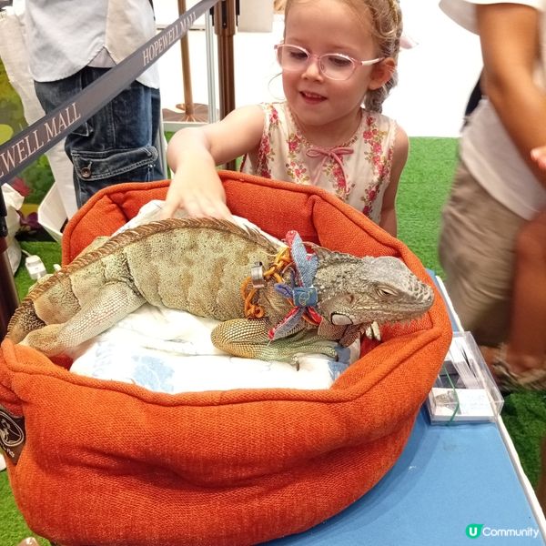 暑假帶仔女去邊好？兩棲爬蟲展🦎！