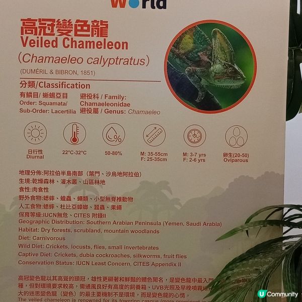 暑假帶仔女去邊好？兩棲爬蟲展🦎！