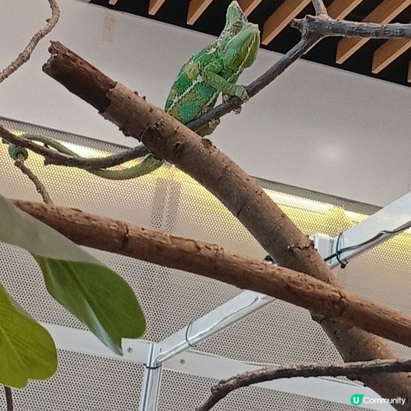 暑假帶仔女去邊好？兩棲爬蟲展🦎！