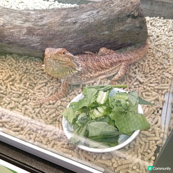 暑假帶仔女去邊好？兩棲爬蟲展🦎！