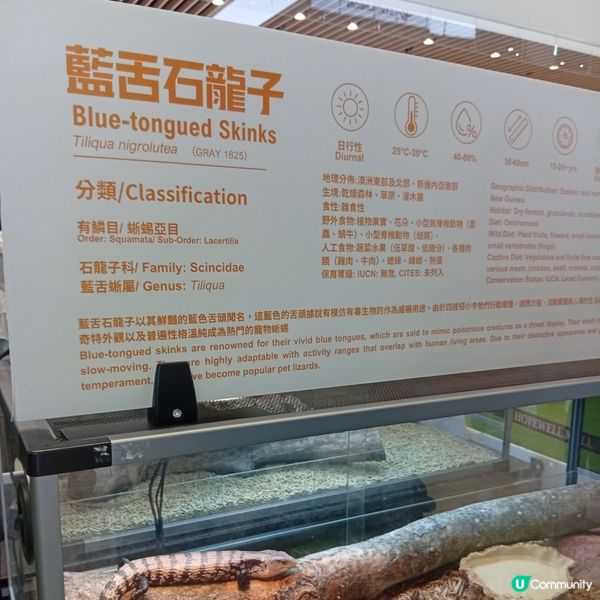 暑假帶仔女去邊好？兩棲爬蟲展🦎！