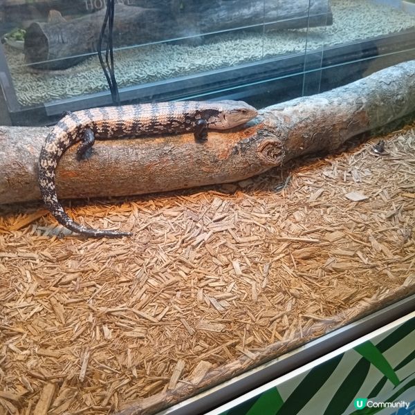 暑假帶仔女去邊好？兩棲爬蟲展🦎！