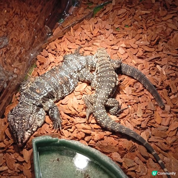 暑假帶仔女去邊好？兩棲爬蟲展🦎！