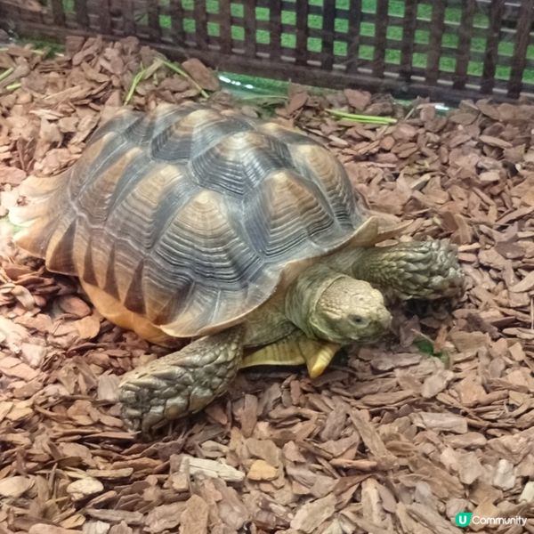 暑假帶仔女去邊好？兩棲爬蟲展🦎！