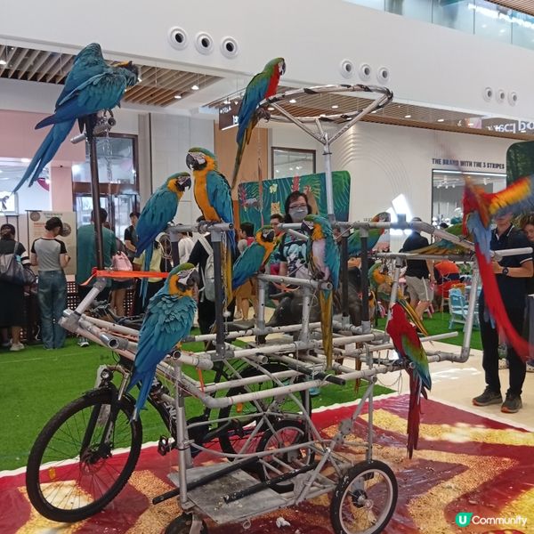 暑假帶仔女去邊好？兩棲爬蟲展🦎！