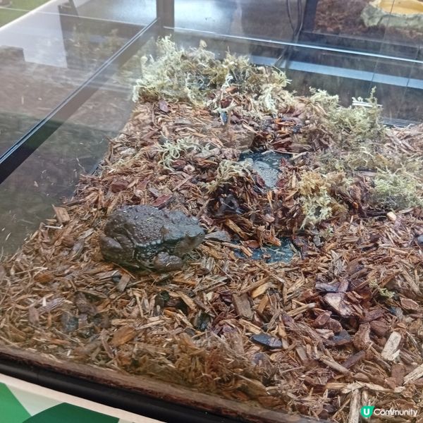 暑假帶仔女去邊好？兩棲爬蟲展🦎！