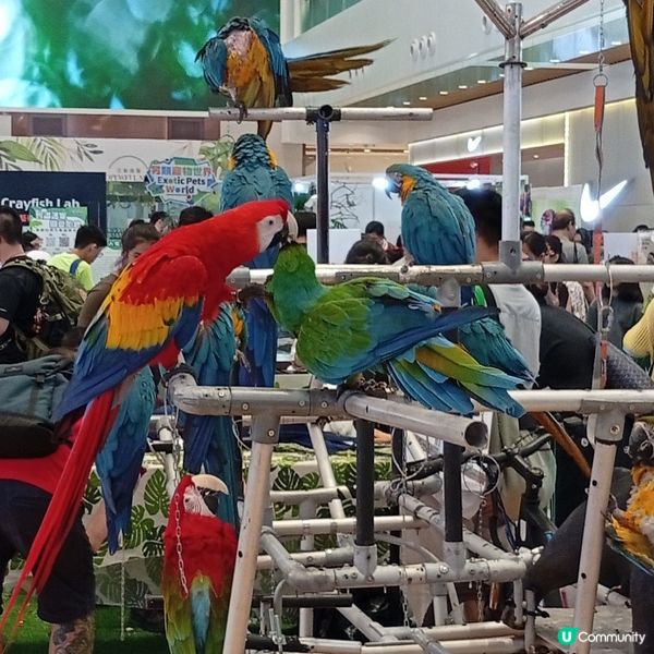 暑假帶仔女去邊好？兩棲爬蟲展🦎！