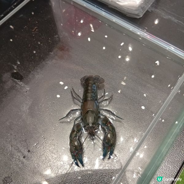 暑假帶仔女去邊好？兩棲爬蟲展🦎！