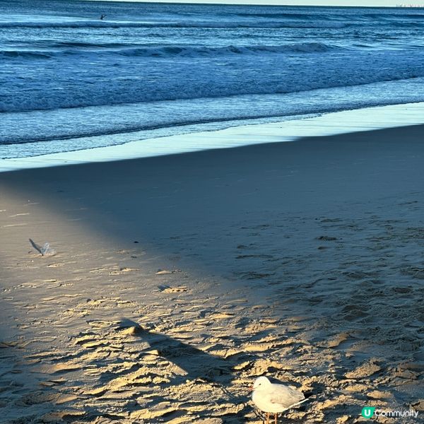 澳洲黃金海岸🏄‍♀️！衝浪者天堂沙灘打卡🏖️📸！
