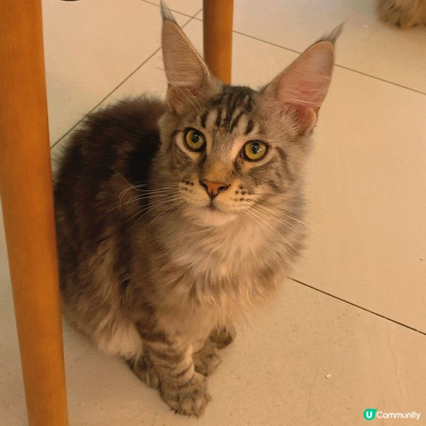 長沙灣｜療癒貓貓cafe🐱