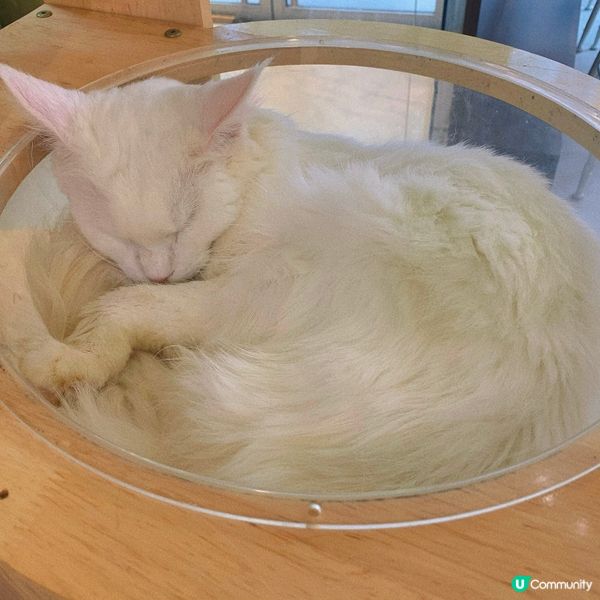 長沙灣｜療癒貓貓cafe🐱