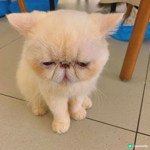 長沙灣｜療癒貓貓cafe🐱