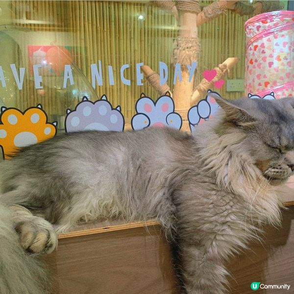 長沙灣｜療癒貓貓cafe🐱