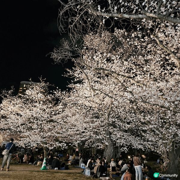 2025年4月去日本既夜櫻，於福岡舞鶴公園。舞鶴公園有幾百棵...