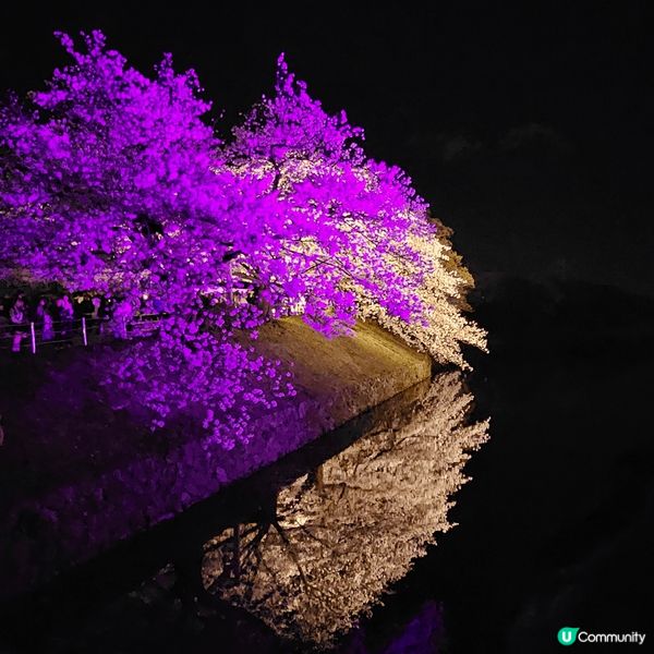 2025年4月去日本既夜櫻，於福岡舞鶴公園。舞鶴公園有幾百棵...