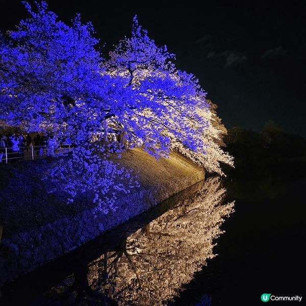 2025年4月去日本既夜櫻，於福岡舞鶴公園。舞鶴公園有幾百棵...