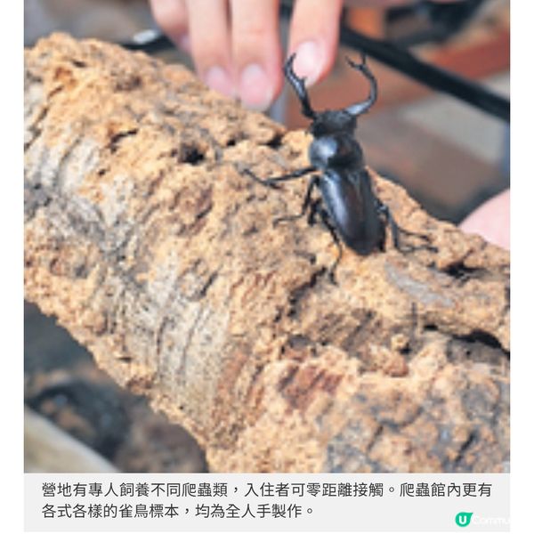 苗栗豪華一泊二食Glamping推介親子遊牧場體驗擠牛奶