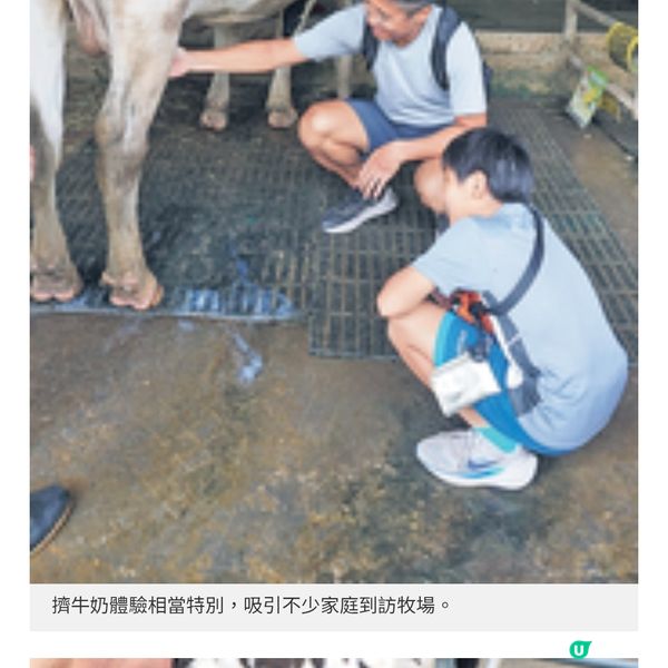 苗栗豪華一泊二食Glamping推介親子遊牧場體驗擠牛奶