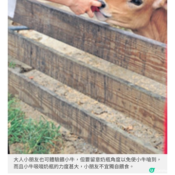 苗栗豪華一泊二食Glamping推介親子遊牧場體驗擠牛奶