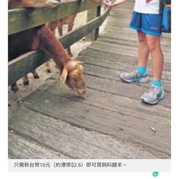 苗栗豪華一泊二食Glamping推介親子遊牧場體驗擠牛奶