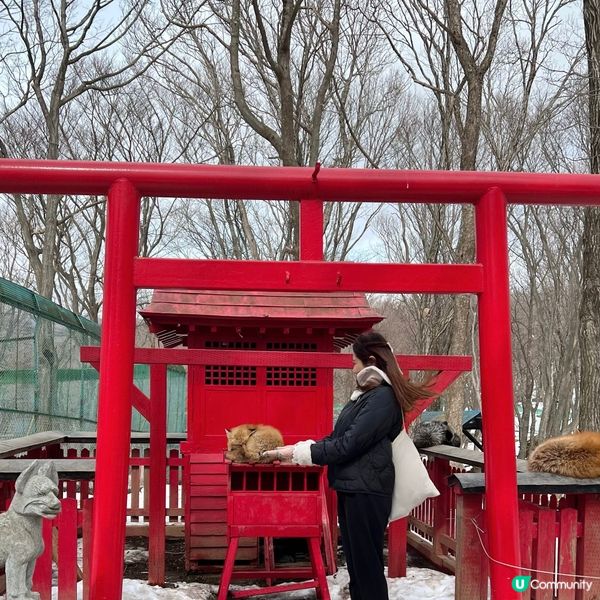 【宮城】抱抱小狐狸🦊