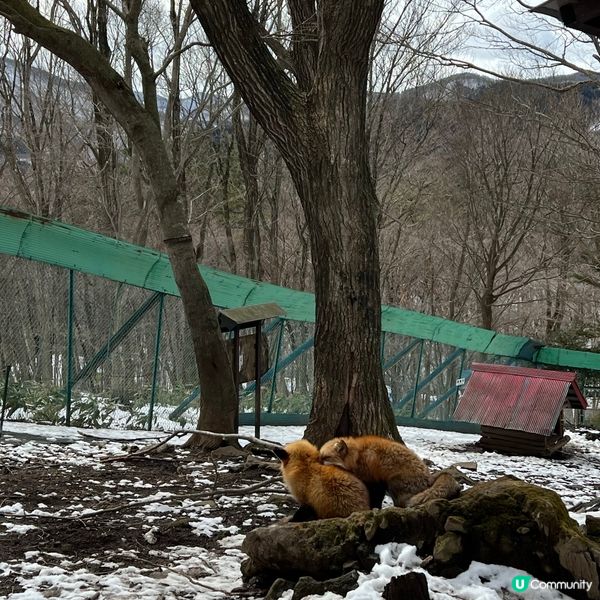 【宮城】抱抱小狐狸🦊