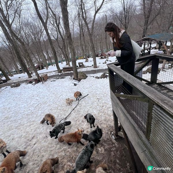 【宮城】抱抱小狐狸🦊