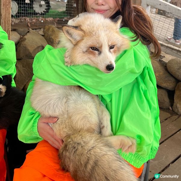【宮城】抱抱小狐狸🦊
