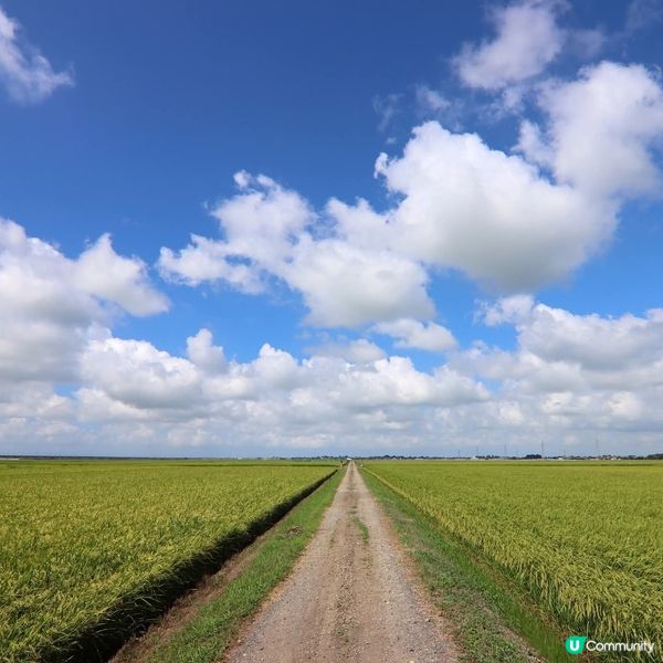 新潟南區Chill遊🌿！睇禾田踩單車🚴‍♀️