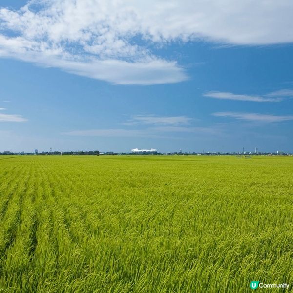 新潟南區Chill遊🌿！睇禾田踩單車🚴‍♀️